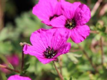 Aschgrauer Storchschnabel &#8218;Giuseppii&#8216;, Geranium cinereum subsp. subcaulescens &#8218;Giuseppii&#8216;, Topfware