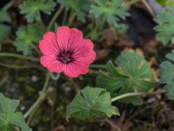 Aschgrauer Storchschnabel 'Jolly Jewel Salmon', Geranium cinereum 'Jolly Jewel Salmon', Topfware