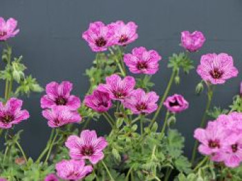 Aschgrauer Storchschnabel &#8218;Laurence Flatman&#8216;, Geranium cinereum &#8218;Laurence Flatman&#8216;, Topfware