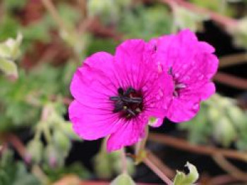 Aschgrauer Storchschnabel &#8218;Purple Pillow&#8216;, Geranium cinereum &#8218;Purple Pillow&#8216;, Topfware