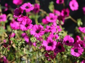 Aschgrauer Storchschnabel &#8218;Splendens&#8216;, Geranium cinereum subsp. subcaulescens &#8218;Splendens&#8216;, Topfware