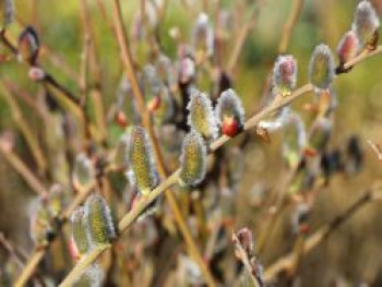 Aschweide / Grauweide, 60-100 cm, Salix cinerea, Containerware