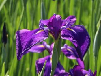 Asiatische Sumpf-Schwertlilie, Iris laevigata, Topfware