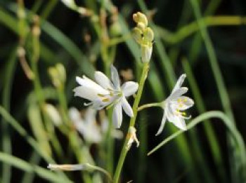 Astlose Graslilie, Anthericum liliago, Topfware