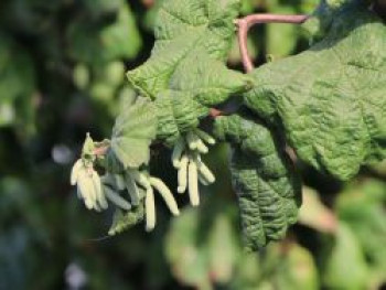 Aufrechte Korkenzieherhasel &#8218;Twister&#8216;, 40-60 cm, Corylus avellana &#8218;Twister&#8216;, Containerware