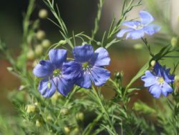 Ausdauernder Lein / Stauden-Lein, Linum perenne, Topfware