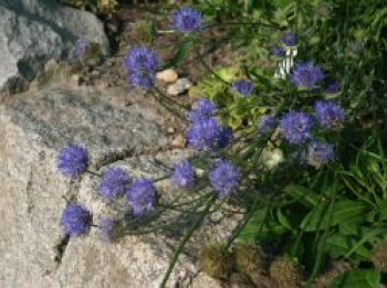 Ausdauerndes Sandglöckchen &#8218;Blaulicht&#8216;, Jasione laevis &#8218;Blaulicht&#8216;, Topfware