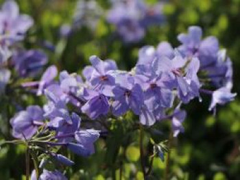 Ausläufer Flammenblume &#8218;Blue Ridge&#8216;, Phlox stolonifera &#8218;Blue Ridge&#8216;, Topfware