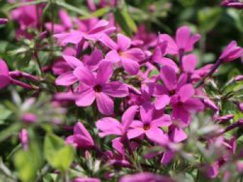 Ausläufer-Flammenblume &#8218;Home Fires&#8216;, Phlox stolonifera &#8218;Home Fires&#8216;, Topfware