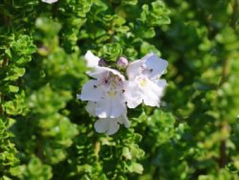 Australische Strauchminze, 15-20 cm, Prostanthera cuneata, Containerware