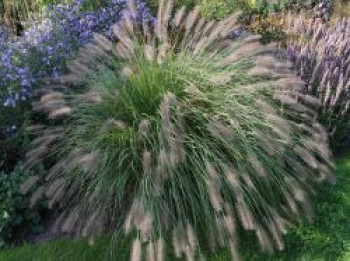 Australisches Lampenputzergras, Pennisetum alopecuroides, Topfware