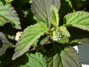 Aztekisches Süßkraut, Lippia dulcis, Topfware