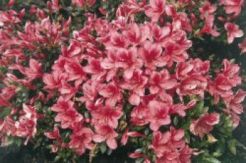 Japanische Azalee 'Marilee', 20-25 cm, Rhododendron obtusum 'Marilee', Containerware