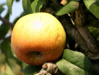 Herbstapfel &#8218;Schöner von Wiltshire&#8216;, &#8218;Weiße Wachsrenette&#8216;, Stamm 40-60 cm, 120-160 cm, Malus &#8218;Schöner von Wiltshire&#8216;, &#8218;Weiße Wachsrenette&#8216;, Containerware