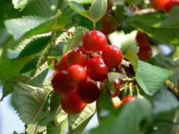 Süßkirsche &#8218;Frühe Rote Meckenheimer&#8216;, Stamm 40-60 cm, 120-160 cm, Prunus &#8218;Frühe Rote Meckenheimer&#8216;, Wurzelware