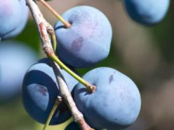 Zwetsche &#8218;Herman&#8216;, Stamm 40-60 cm, 120-160 cm, Prunus &#8218;Herman&#8216;, Containerware