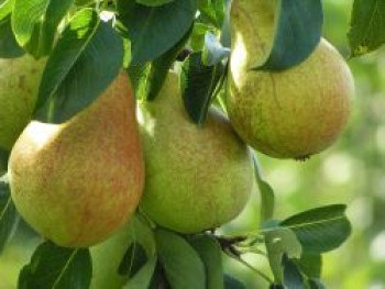 Winterbirne &#8218;Pastorenbirne&#8216;, Stamm 40-60 cm, 120-140 cm, Pyrus communis &#8218;Pastorenbirne&#8216;, Containerware