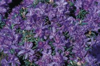 Rhododendron, 15-20 cm, Rhododendron complexum, Containerware