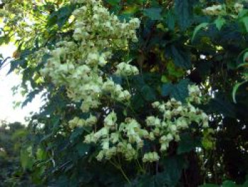 Clematis rehderiana, 60-100 cm, Containerware