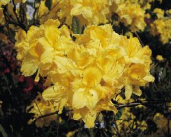 Laubabwerfende Azalee 'Limetta', 25-30 cm, Rhododendron luteum 'Limetta', Containerware