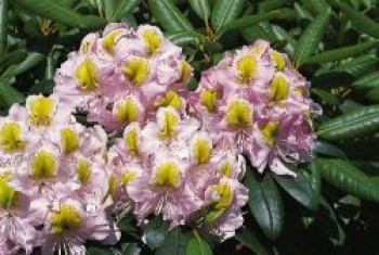 Rhododendron 'Mrs. Anthony Waterer', 25-30 cm, Rhododendron Hybride 'Mrs. Anthony Waterer', Containerware