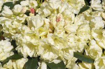 Rhododendron 'Bob Bovee', 20-25 cm, Rhododendron yakushimanum 'Bob Bovee', Containerware