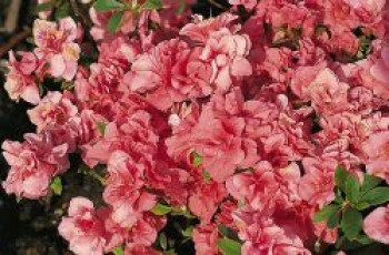 Japanische Azalee 'Cherie', 20-25 cm, Rhododendron obtusum 'Cherie', Containerware