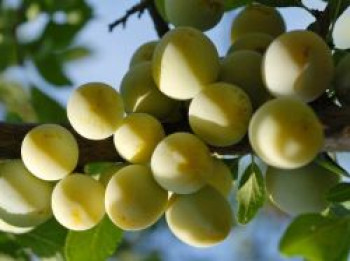 Pflaume &#8218;Ontariopflaume&#8216;, Stamm 40-60 cm, 120-160 cm, Prunus &#8218;Ontariopflaume&#8216;, Containerware