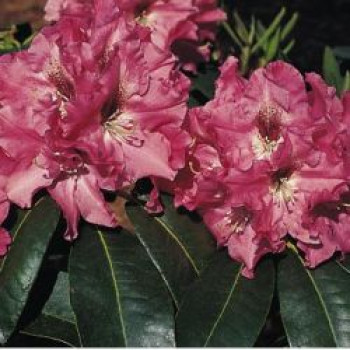 Rhododendron 'Juniflair', 25-30 cm, Rhododendron Hybride 'Juniflair', Containerware