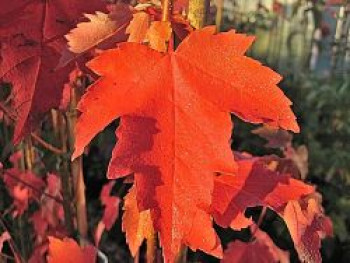 Rot-Ahorn 'Sun Valley', 50-80 cm, Acer rubrum 'Sun Valley', Topfware