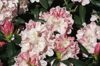 Rhododendron 'Yaku Queen', 30-40 cm, Rhododendron yakushimanum 'Yaku Queen', Containerware