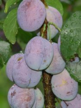 Säulenpflaume &#8218;Imperial&#8216;, 50-60 cm, Prunus domestica &#8218;Imperial&#8216;, Containerware