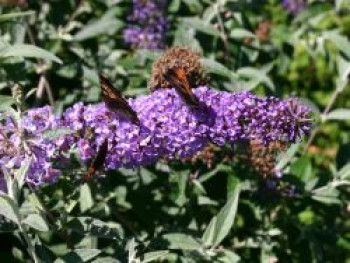 Sommerflieder / Schmetterlingsstrauch 'Lochinch', 30-40 cm, Buddleja davidii 'Lochinch', Containerware