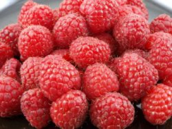 Himbeere &#8218;Himbo-Top&#8216; ®, 40-60 cm, Rubus idaeus &#8218;Himbo-Top&#8216; ®, Containerware