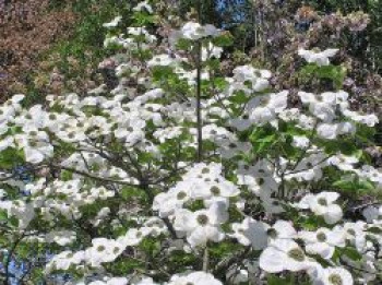 Pazifischer Blumen-Hartriegel &#8218;Ascona&#8216;, 40-60 cm, Cornus nuttallii &#8218;Ascona&#8216;, Containerware