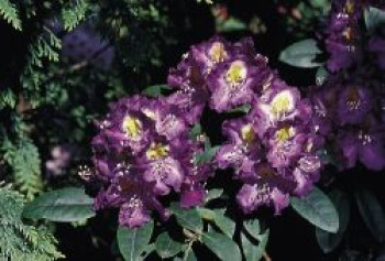 Rhododendron 'Tamarindos', 40-60 cm, Rhododendron Hybride 'Tamarindos', Containerware