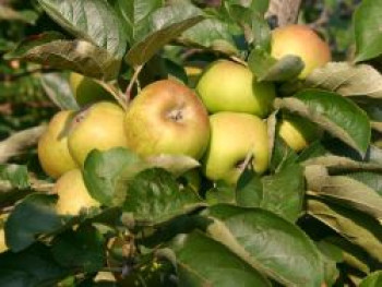 Winterapfel &#8218;Graue Französische Renette&#8216;, Stamm 40-60 cm, 120-160 cm, Malus &#8218;Graue Französische Renette&#8216;, Wurzelware