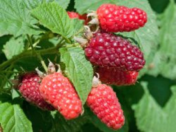 Himbeere 'Heritage', 20-30 cm, Rubus idaeus 'Heritage', Containerware