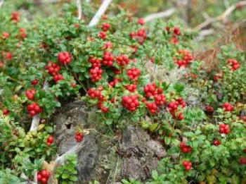 Preiselbeere &#8218;Red Pearl&#8216;, 10-20 cm, Vaccinium vitis-idaea &#8218;Red Pearl&#8216;, Containerware