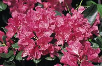 Rhododendron 'Junifreude', 25-30 cm, Rhododendron Hybride 'Junifreude', Containerware