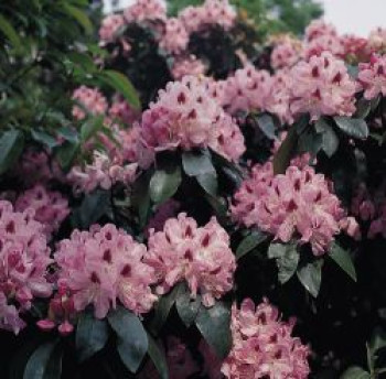 Rhododendron 'Lady Annet de Trafford', 30-40 cm, Rhododendron Hybride 'Lady Annette de Trafford', Containerware