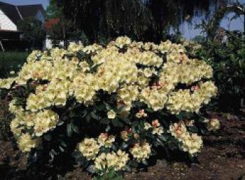 Rhododendron &#8218;Flava&#8216; ®, 25-30 cm, Rhododendron yakushimanum &#8218;Flava&#8216; ®, Containerware