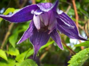 Clematis &#8218;Pamela Jackman&#8216;  / Alpenwaldrebe, 60-100 cm, Clematis alpina &#8218;Pamela Jackman&#8216;, Containerware