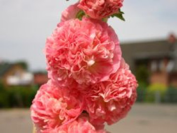 Gefüllte Stockrose dunkelrosa, Alcea rosea &#8218;Pleniflora&#8216; dunkelrosa, Topfware