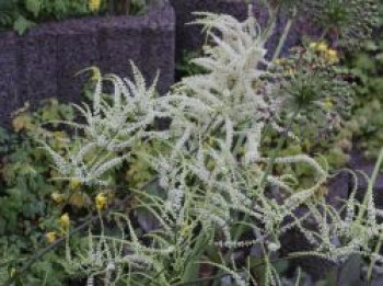 Geschlitzter Wald Geißbart &#8218;Kneiffii&#8216;, Aruncus dioicus &#8218;Kneiffii&#8216;, Topfware