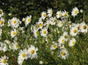 Herbstmargerite, Leucanthemella serotina, Topfware