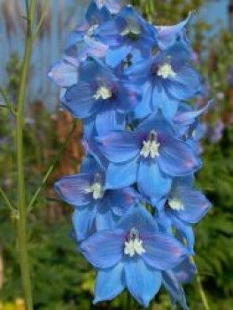 Hoher Rittersporn 'Berghimmel', Delphinium x elatum 'Berghimmel', Topfware