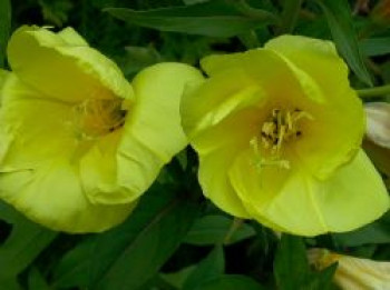 Zweijährige Nachtkerze, Oenothera biennis, Topfware