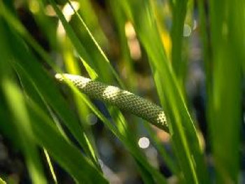 Kolbenblütiger Kalmus, Acorus calamus, Topfware