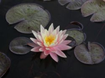 Seerose &#8218;Aurora&#8216;, Nymphaea x cultorum &#8218;Aurora&#8216;, Topfware